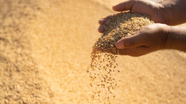 دابەشکرنا پارەیێ گەنمێ جووتیاران ل دهۆک و هەولێرێ دەستپێکر